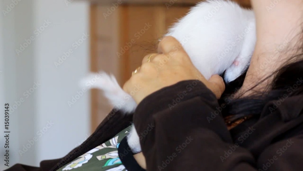 un chaton tout blanc dans les cheveux