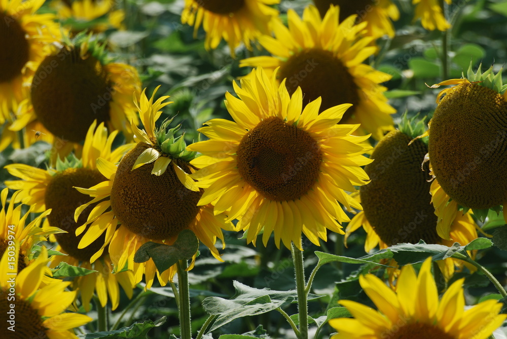 Fototapeta premium giallo naturale