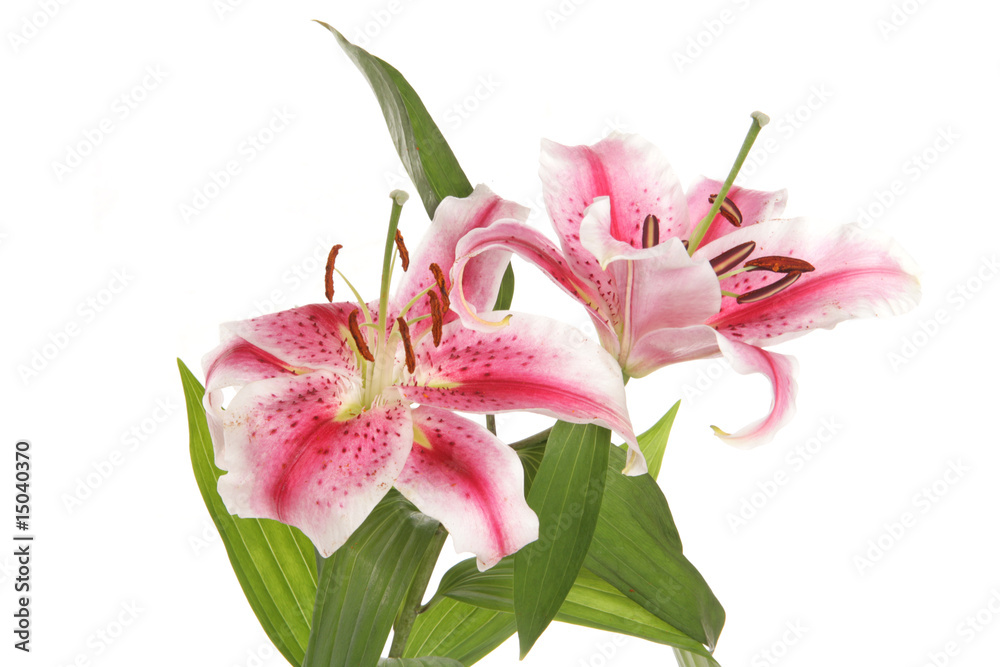 Lilies in a studio