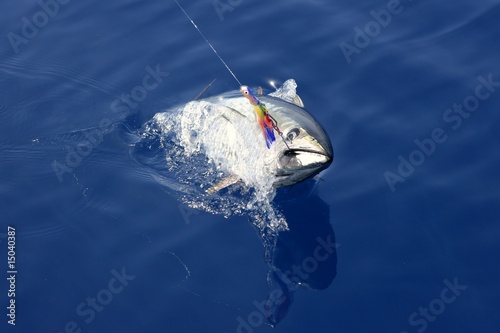 Blue fin tuna Mediterranean fishing and release