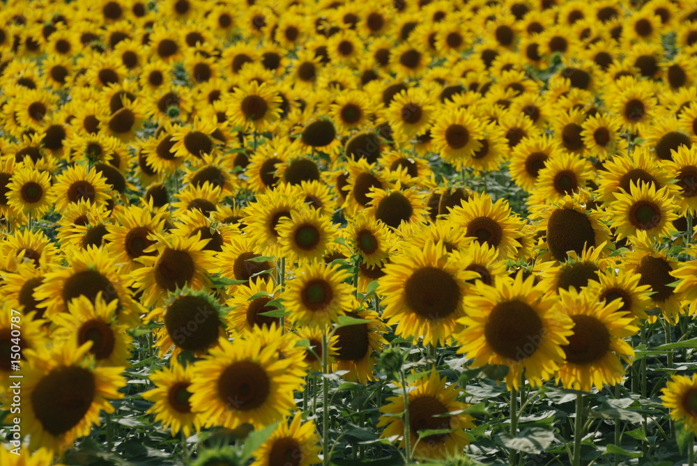Fototapeta premium giallo