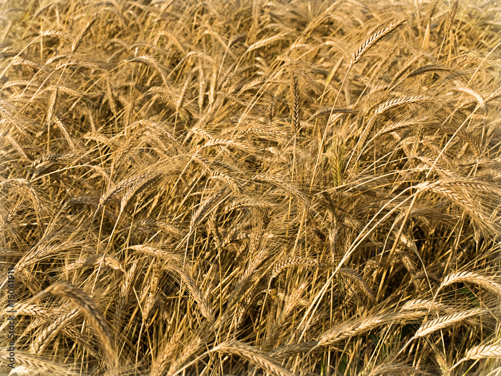 Fototapeta premium wheat closeup