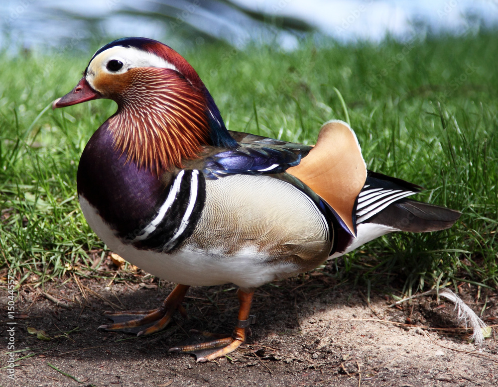 duck duck