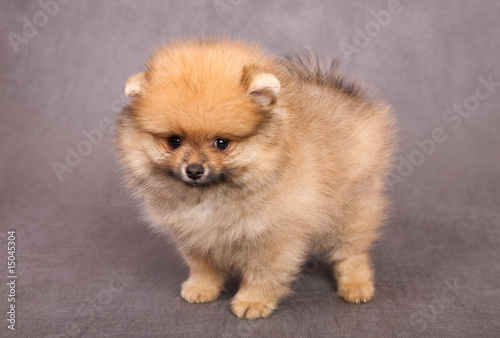 Puppy of the spitz-dog © Sergios