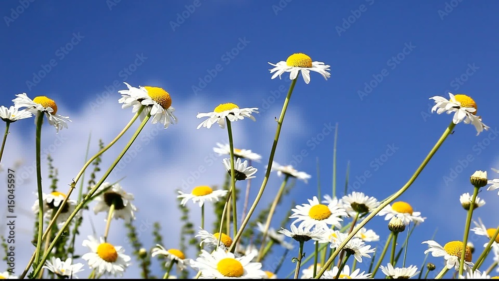 Margeriten