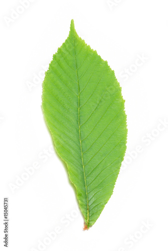 Green chestnut leaf