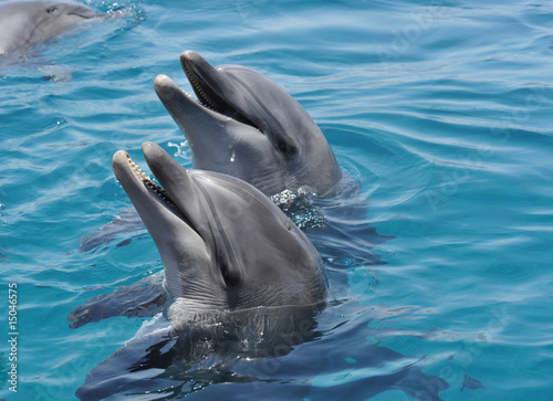 My friends dolphins