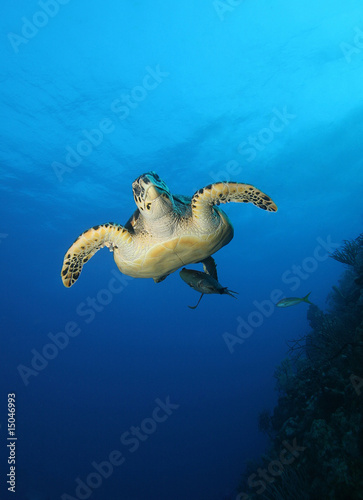 Inquisitive sea turtle © Lightning Strike Pro