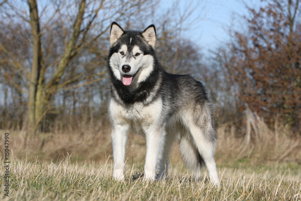 alaskan malamute debout fier qui fait le beau dans le jardin alaskan malamute debout fier qui fait le beau dans le jardin