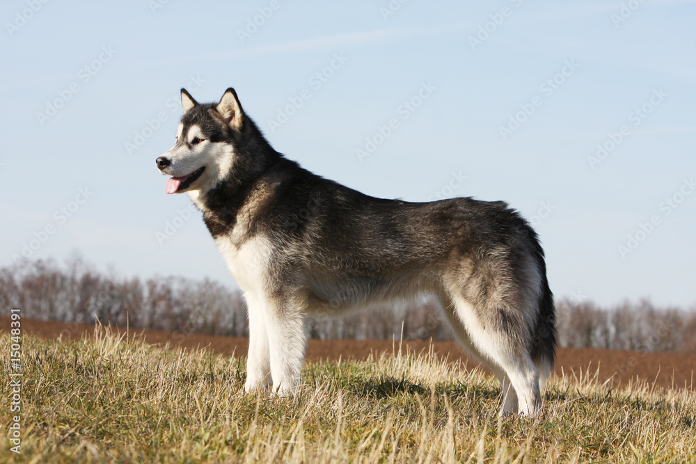 position fière de l'alaskan malamute adulte vu de profil position fière de l'alaskan malamute adulte vu de profil
