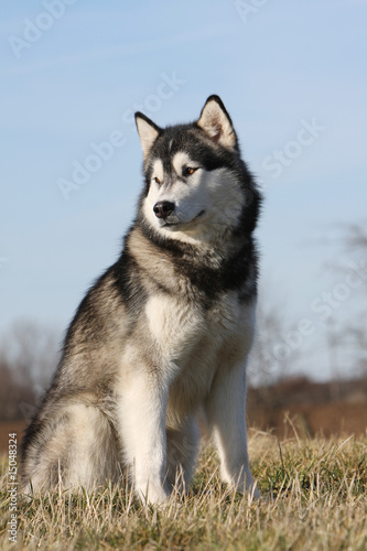 alaskan malamute adulte assis seul dans un champ