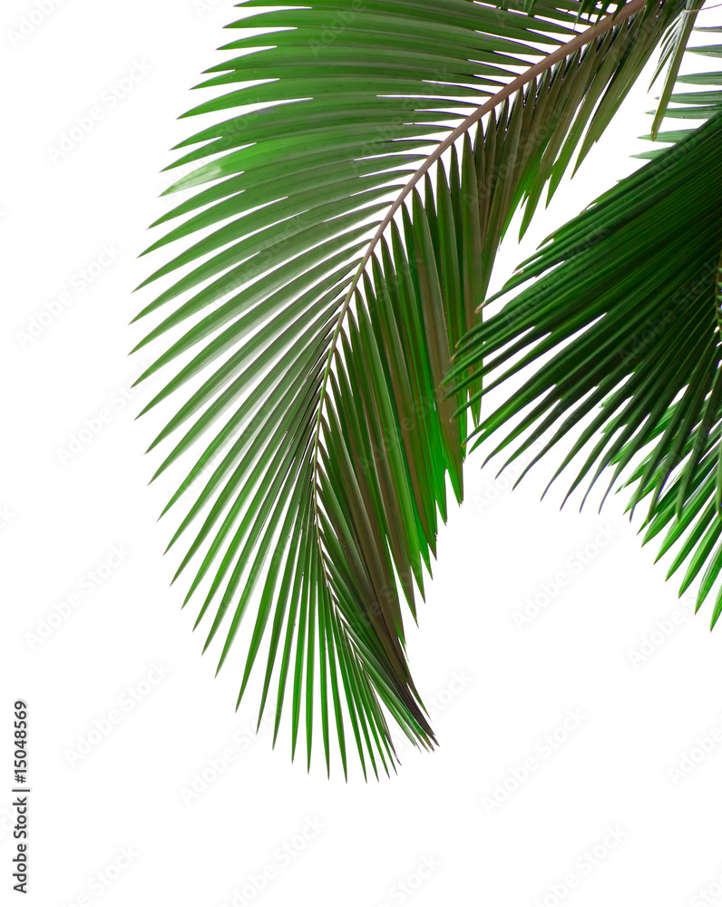 Fototapeta Leaves of palm tree