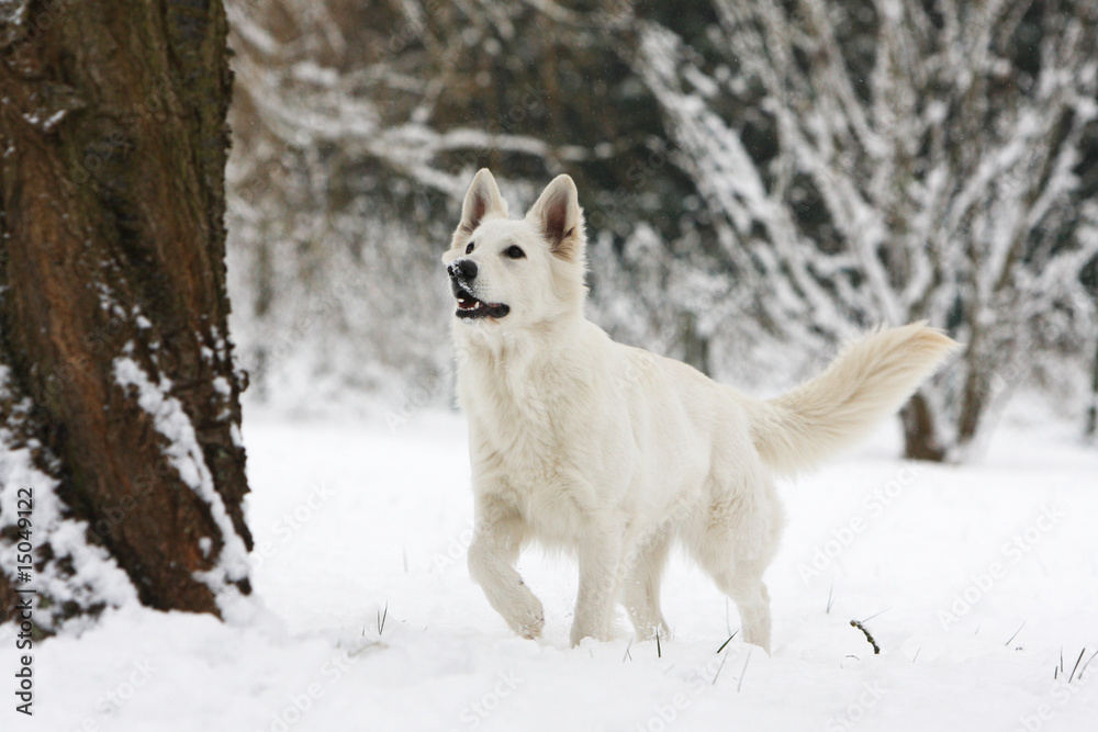 Obraz premium berge blanc suisse face à un arbre en hiver dans la neige