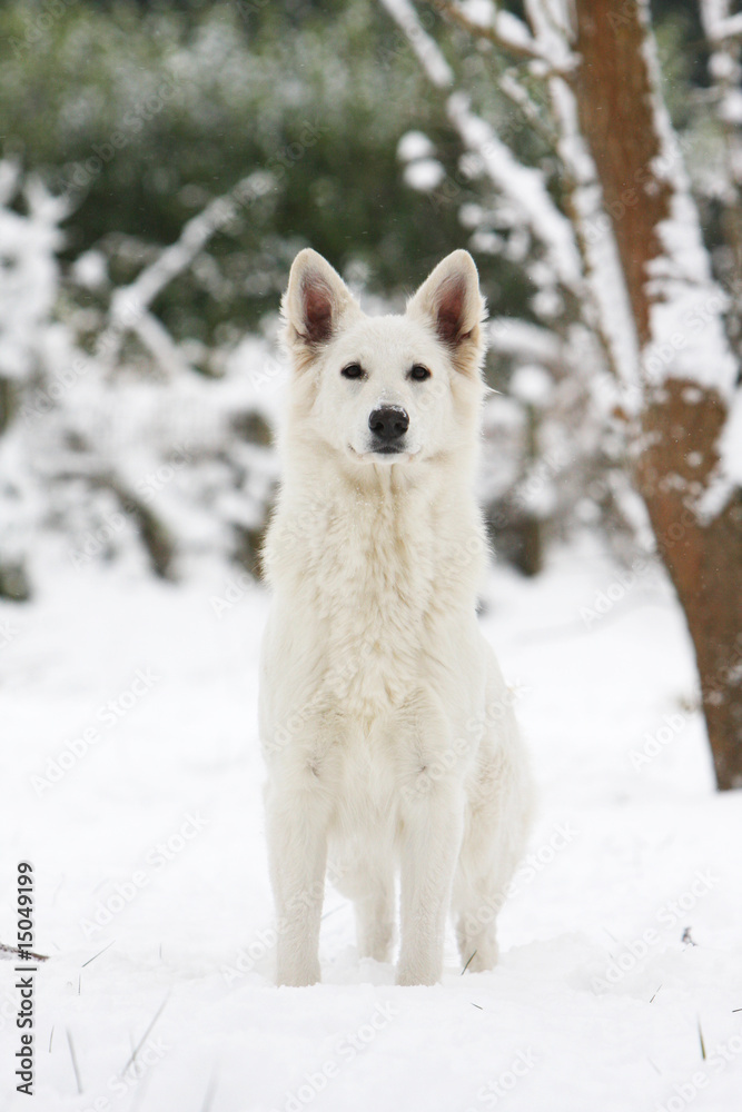 berger blanc suisse debout et fier vu de face dans la neige berger blanc suisse debout et fier vu de face dans la neige