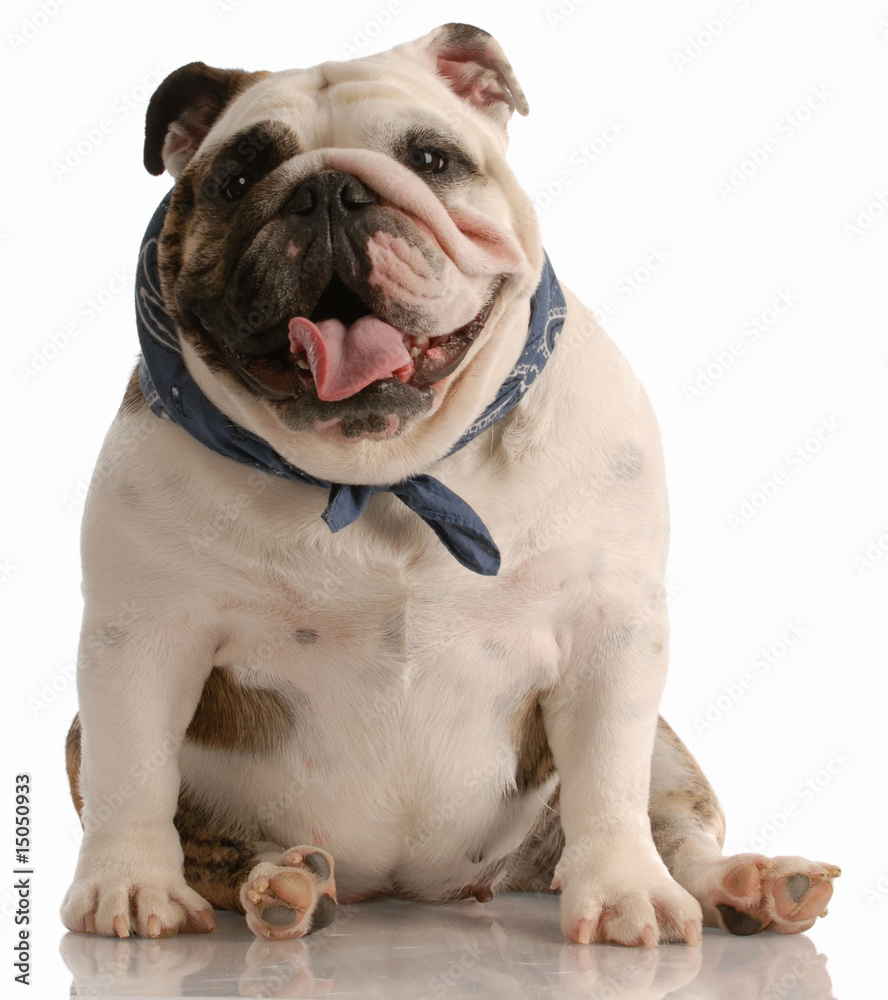 adorable happy english bulldog with scarf sitting