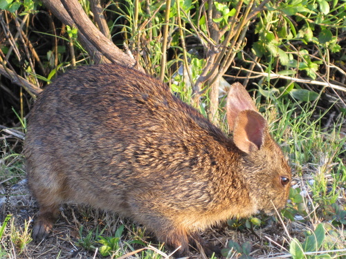 marsh rabbit