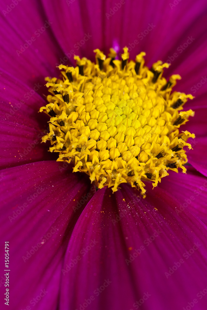 Heart of a sunflower as closeup Heart of a sunflower as closeup
