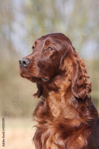 portrait du magnifique et élégant setter irlandais adulte