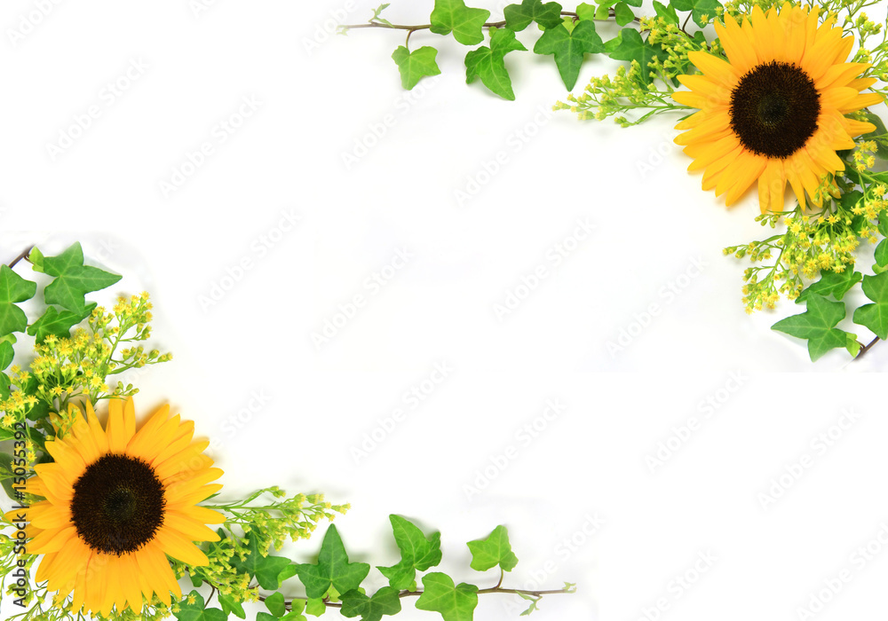 Obraz premium sunflower