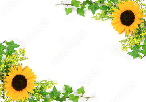 Fototapeta Naklejka Na Ścianę i Meble -  sunflower