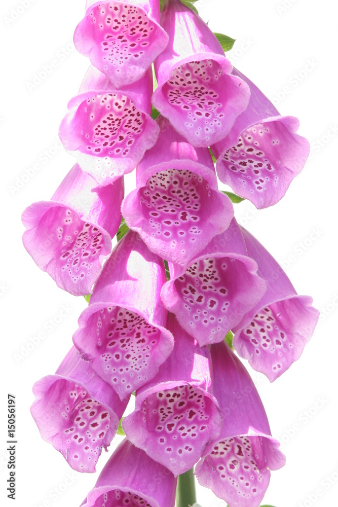 Fototapeta premium Fingerhut