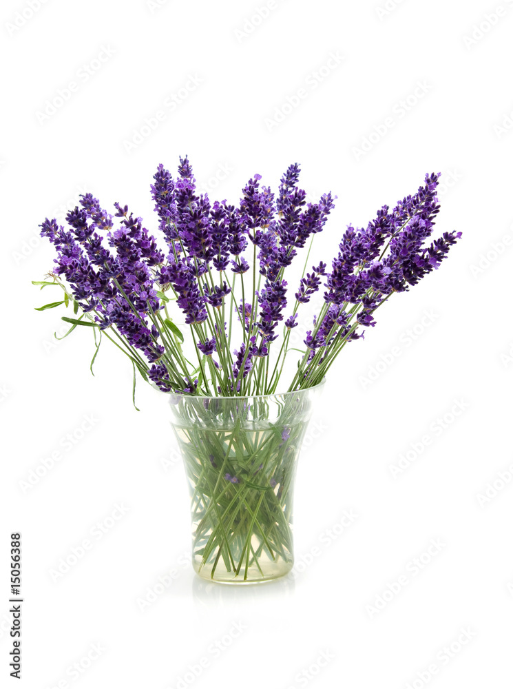 Fototapeta premium Plucked lavender in glass vase isolated on white background