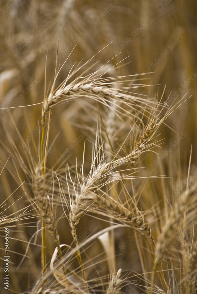 GRANO GRANO