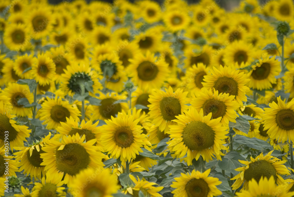 GIRASOLI GIRASOLI