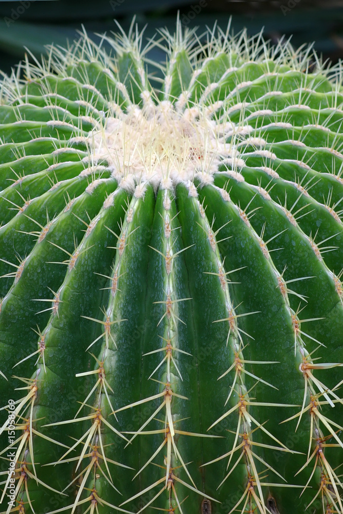 cactaceae1 cactaceae1