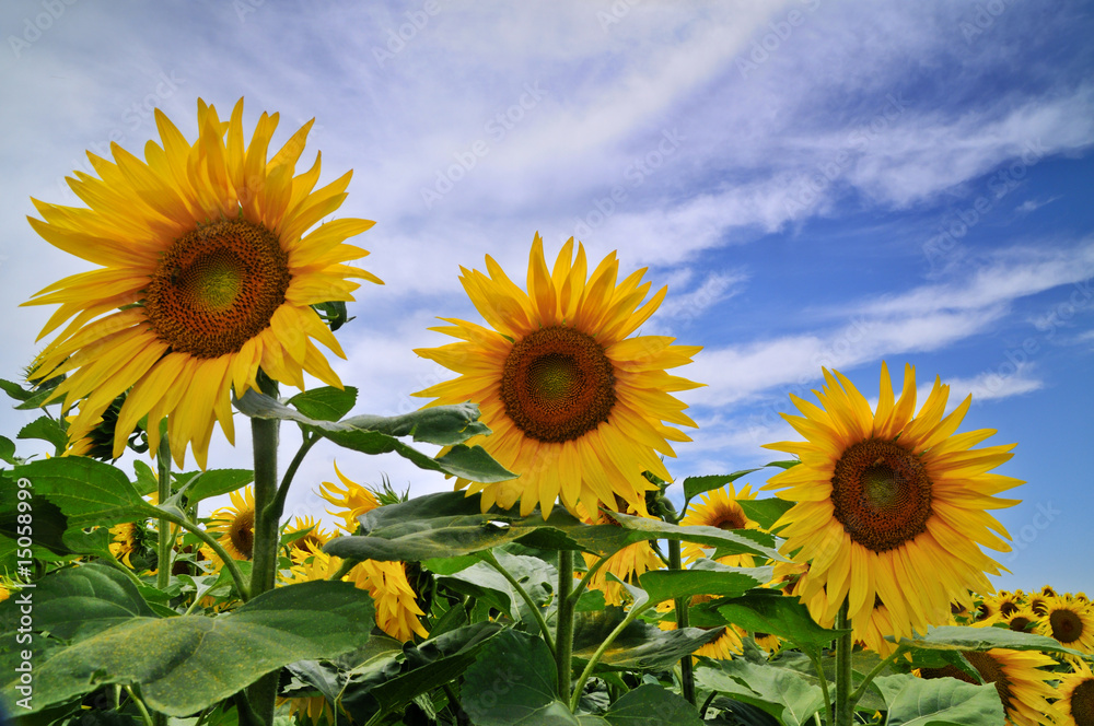 Obraz premium sunflower field
