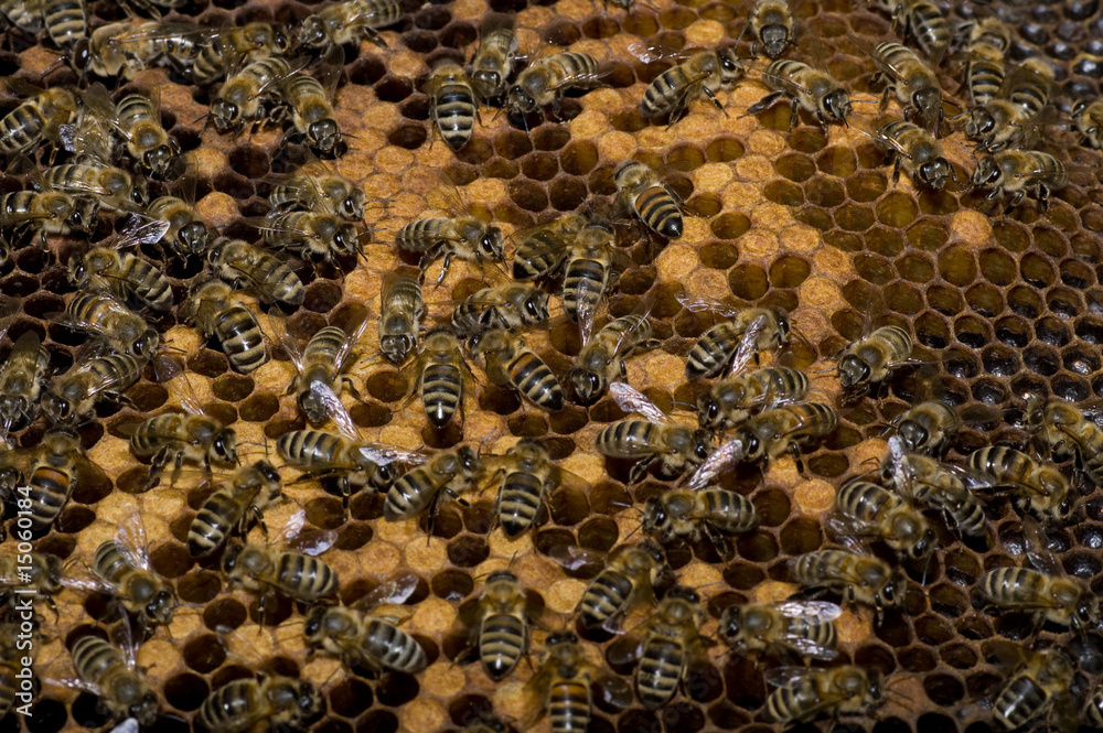 Bees Bees