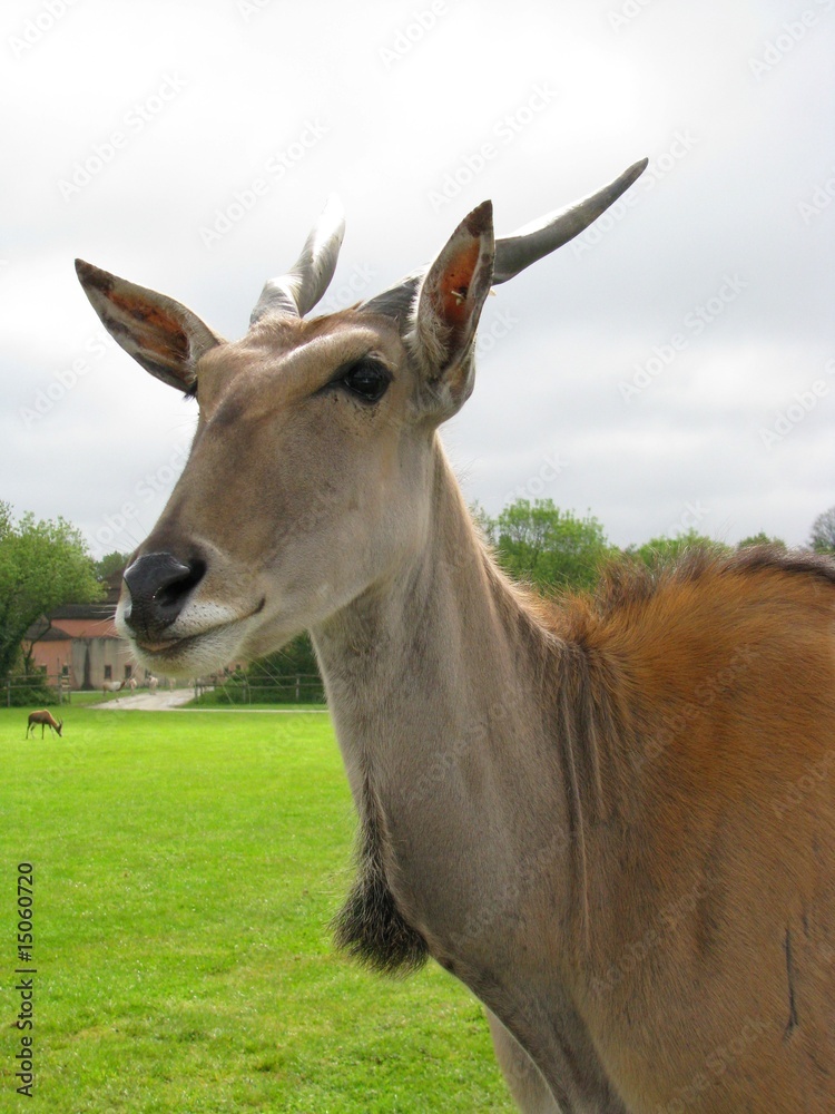 antilope