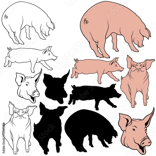 Pig Set 04 - colored hand d...