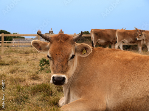 Jersey Cow © maguwe