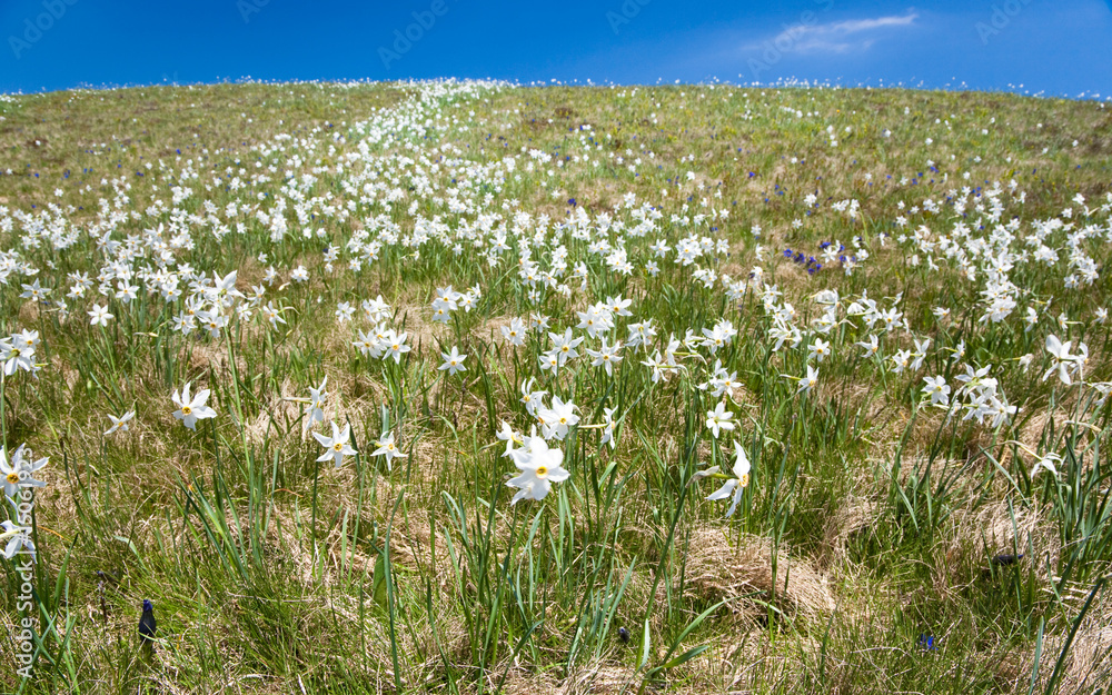 Meadow of white mountain flowers