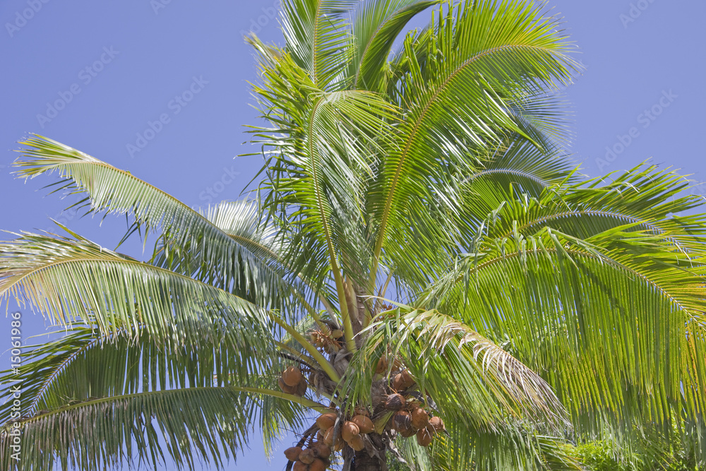 Obraz premium Coconut Palm