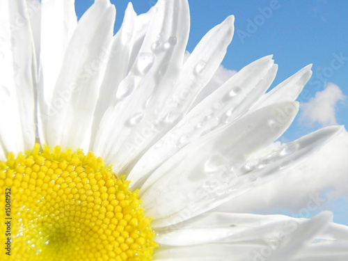 daisywheel