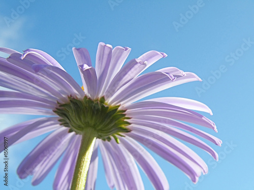 Tableau sur toile daisywheel