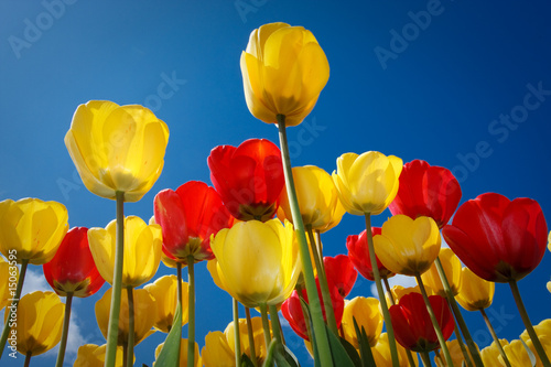 Multicolored Tulips