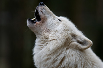 Wandcirkels Wolf Witte poolwolf in sneeuw  © BerndtHH