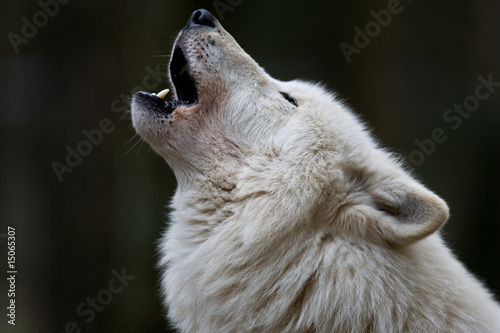 Polarwolf © BerndtHH