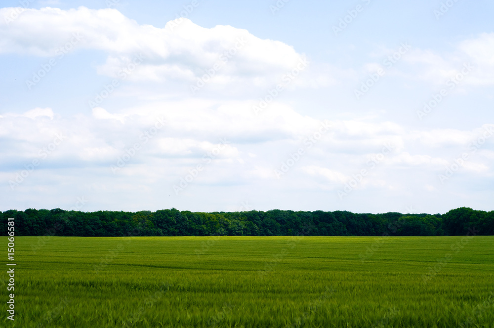 Green wheat field