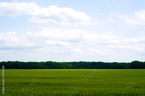 Green wheat field