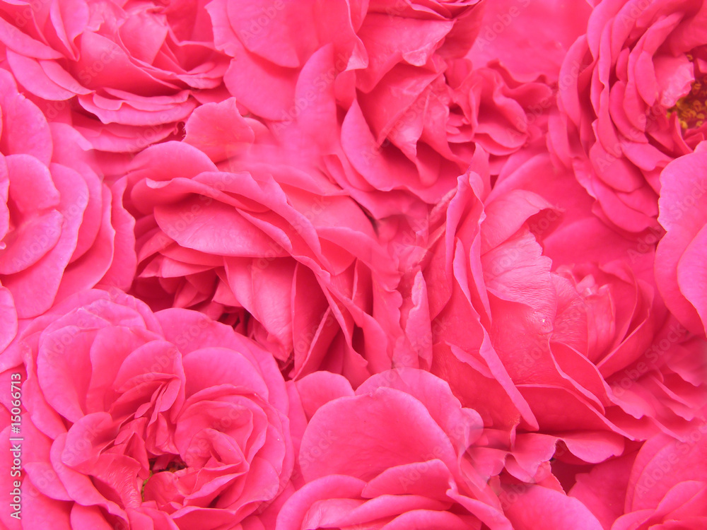 Rote Rosen als Hintergrund Rote Rosen als Hintergrund