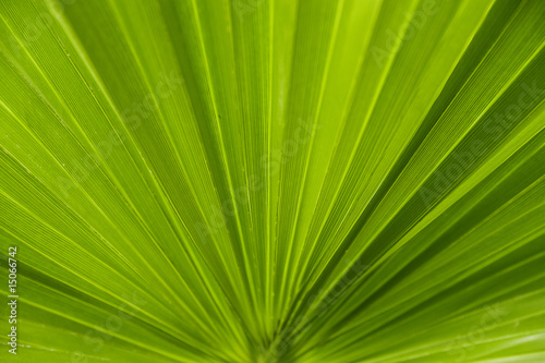 leaf of palm tree on a white background