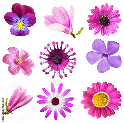 Fototapeta Naklejka Na Ścianę i Meble -  Flower Set