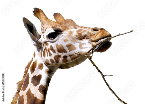 Détourage de la tête d'une girafe mâchant une brindille