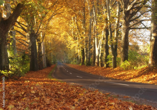Countryroad in autumn
