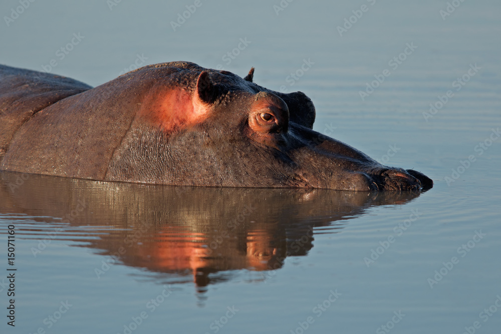 Fototapeta premium Hippopotamus submerged in water, South Africa