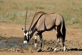 Gemsbok antelope (Oryx gazella), Kalahari, South Africa